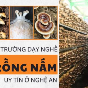 học nghề trồng nấm