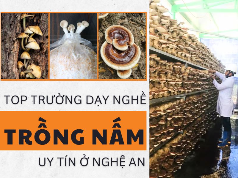 học nghề trồng nấm