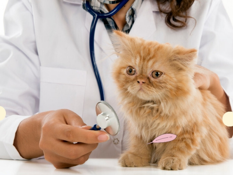 Học Nghề Thú Y Ở Đâu Tốt Nhất Tại Nghệ An? 5